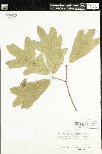 Quercus falcata image