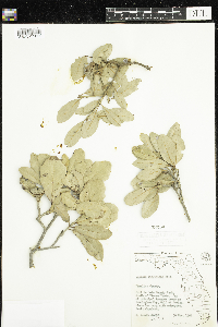 Quercus virginiana image