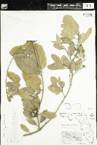 Quercus virginiana image