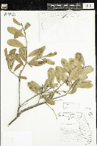 Quercus virginiana image