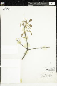 Quercus velutina image