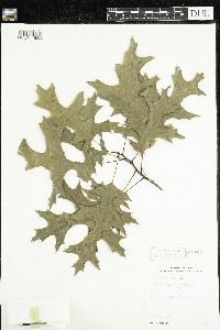 Quercus velutina image