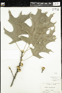 Quercus velutina image