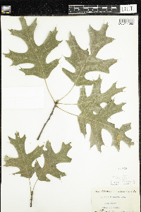 Quercus velutina image