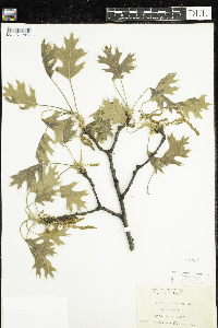 Quercus velutina image