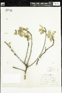 Quercus velutina image