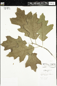 Quercus velutina image