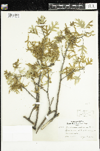 Quercus velutina image