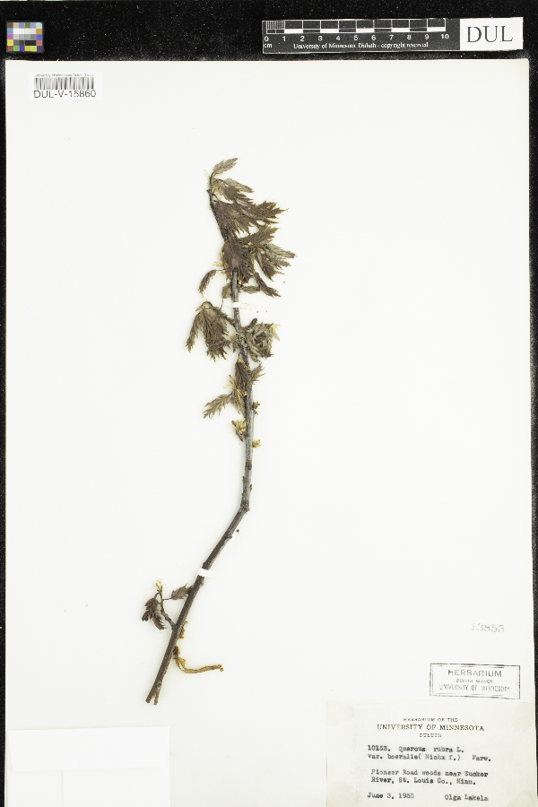 Quercus rubra image