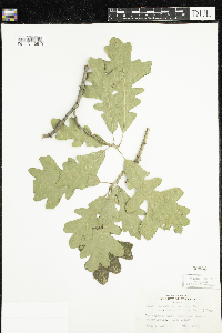 Quercus macrocarpa image