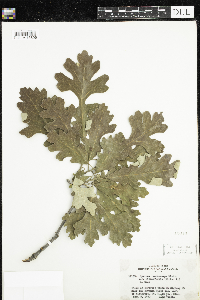 Quercus macrocarpa image