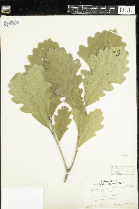 Quercus macrocarpa image
