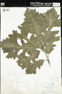 Quercus macrocarpa image