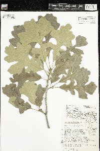 Quercus macrocarpa image