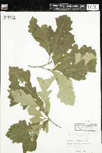 Quercus macrocarpa image