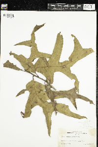 Quercus laevis image