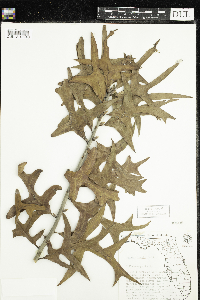 Quercus laevis image