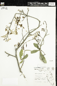 Quercus laurifolia image