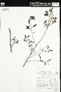 Quercus laurifolia image