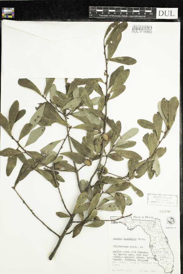 Quercus laurifolia image