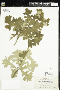 Quercus macrocarpa image