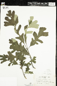 Quercus macrocarpa image