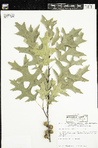 Quercus ellipsoidalis image