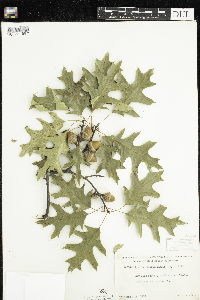 Quercus ellipsoidalis image