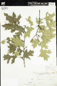 Quercus ellipsoidalis image