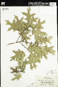 Quercus ellipsoidalis image