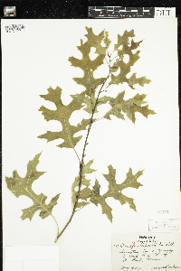 Quercus ellipsoidalis image