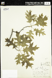 Quercus ellipsoidalis image