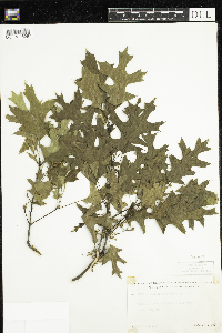 Quercus ellipsoidalis image