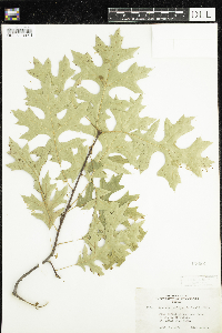 Quercus ellipsoidalis image