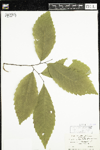 Castanea dentata image