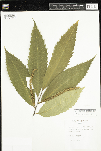 Castanea dentata image