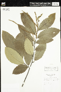 Castanea pumila image
