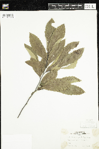 Castanea pumila image