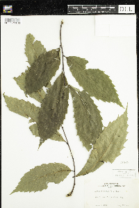 Castanea pumila image