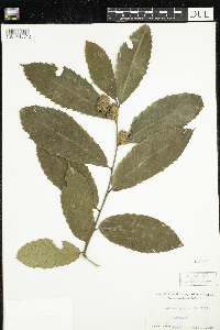 Castanea pumila image
