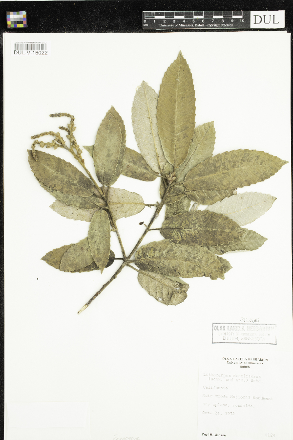 Lithocarpus densiflorus image