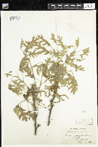 Image of Quercus coccinea