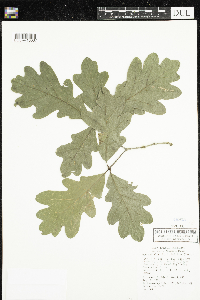 Quercus alba f. latiloba image