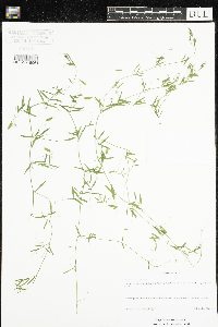 Vicia tetrasperma image