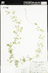 Vicia tetrasperma image