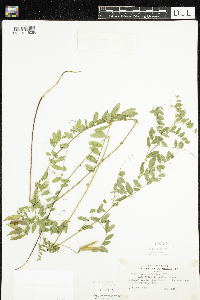 Vicia americana var. americana image