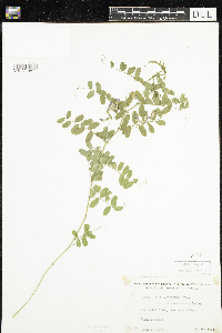 Vicia americana var. americana image