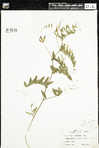 Vicia americana image