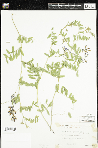 Vicia americana var. americana image