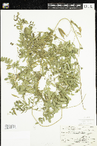 Vicia americana var. americana image